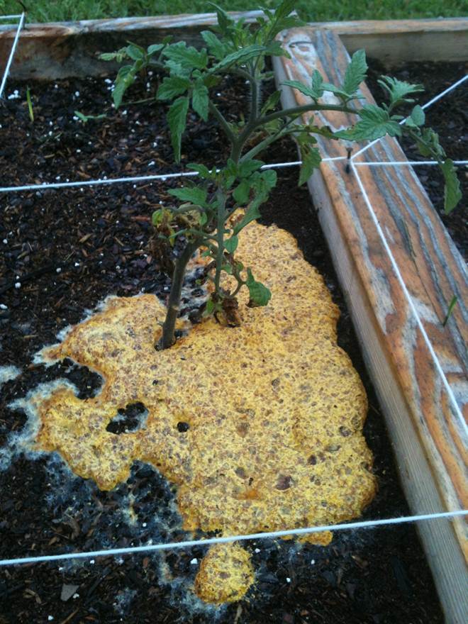 Continuous wet weather leads to slime molds in lawns and gardens 